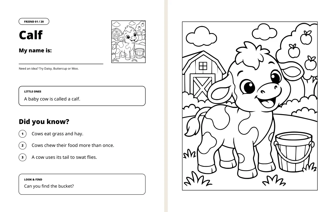 Calf facts on the left and matching coloring picture on the right